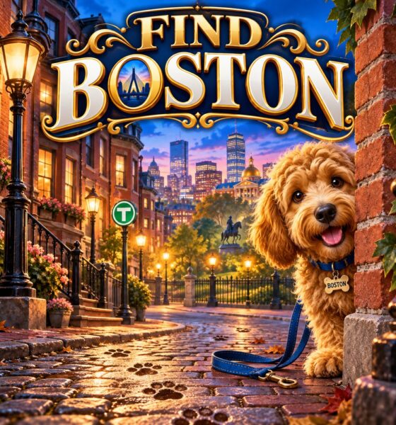 Boston the Goldendoodle peeking around a brick corner on a lamplit Beacon Hill street under a gold Find Boston sign